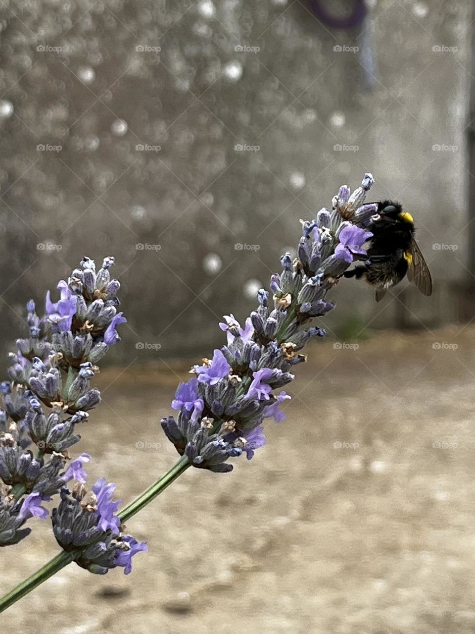 Bumblebee on lavender 