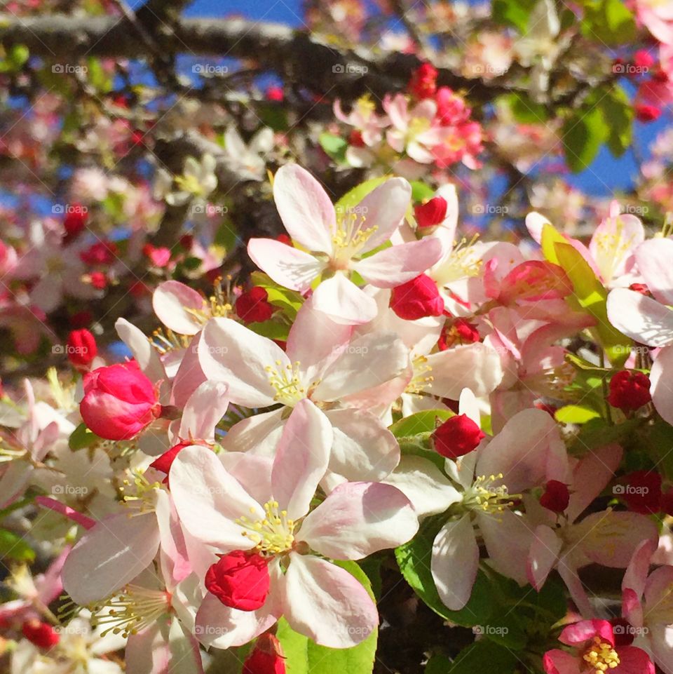 Japanese flowering crabapple II