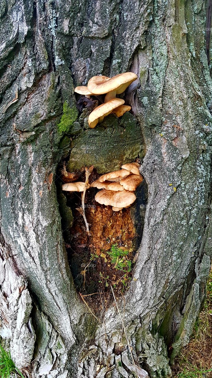mushroom  in a tree
