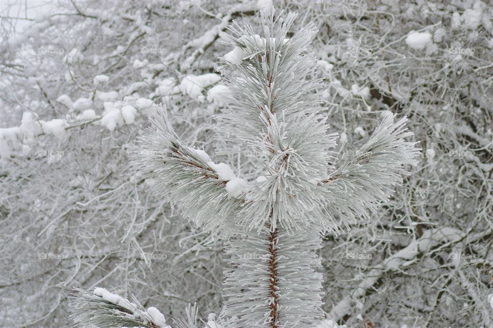 winter forest