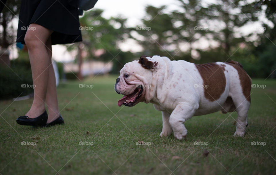 English bulldog walking on the grass with woman
