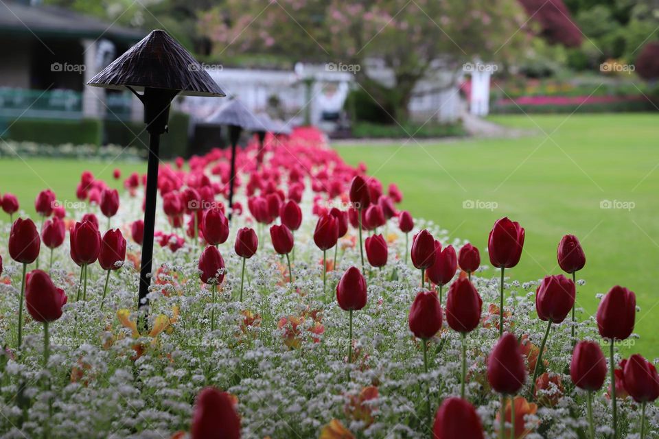 Spring in the garden 