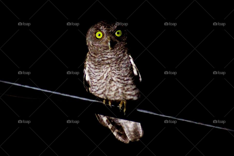 Owl on wire 