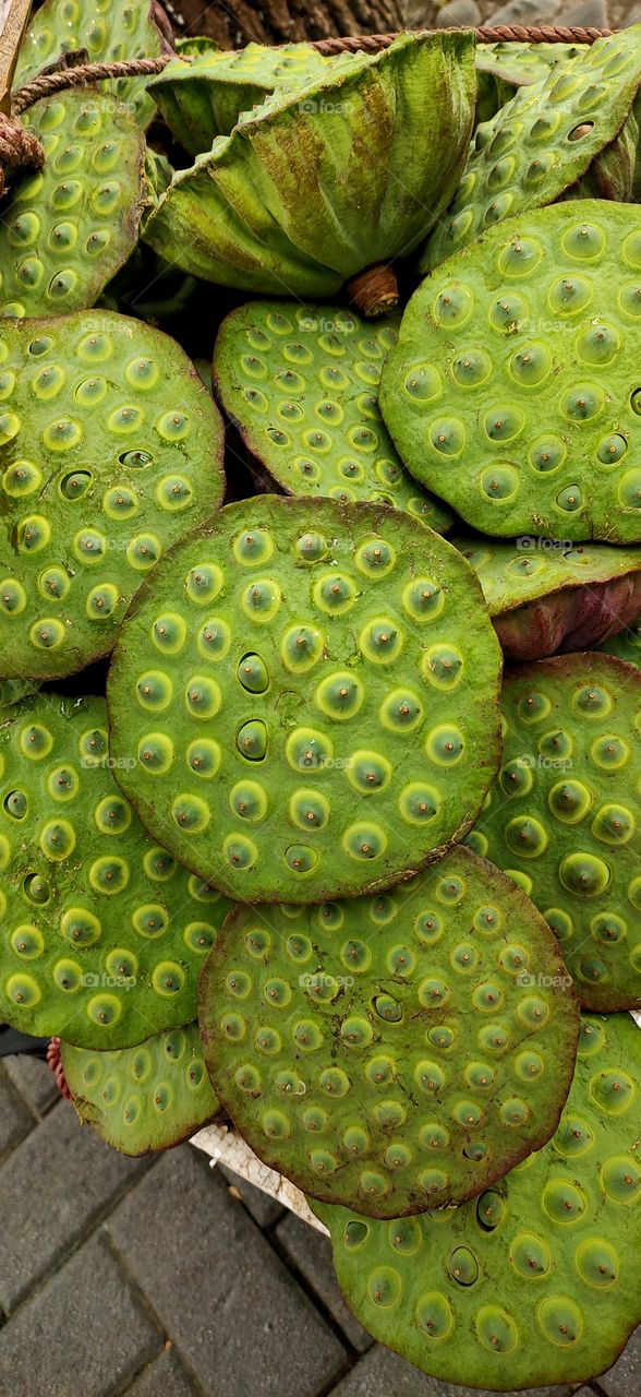 lotus seed