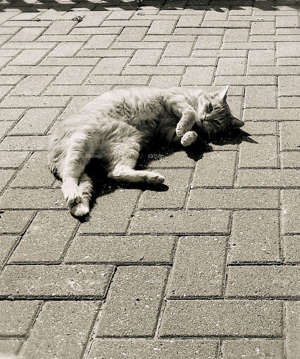 Relaxation time on the block paving! This boy just loves the lens- poser cat- fantastic model!