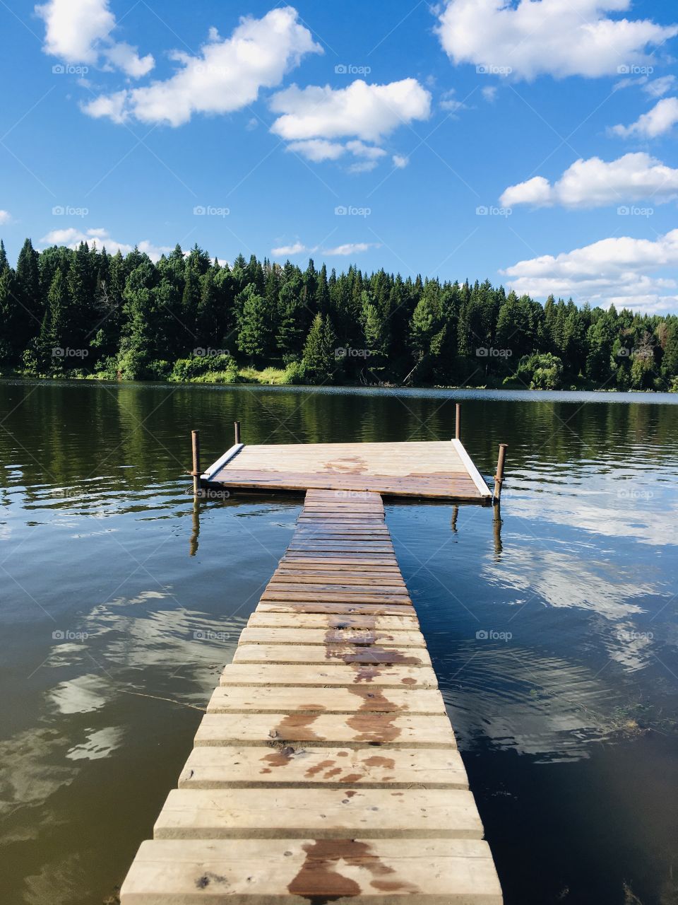 Pond, forest, nature 