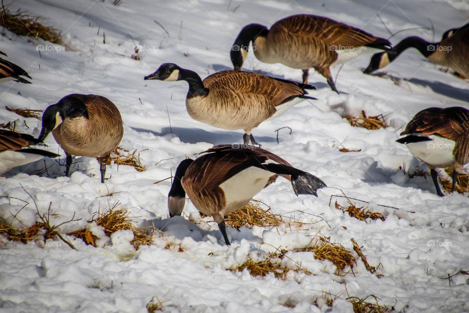 Canadian geese in winter