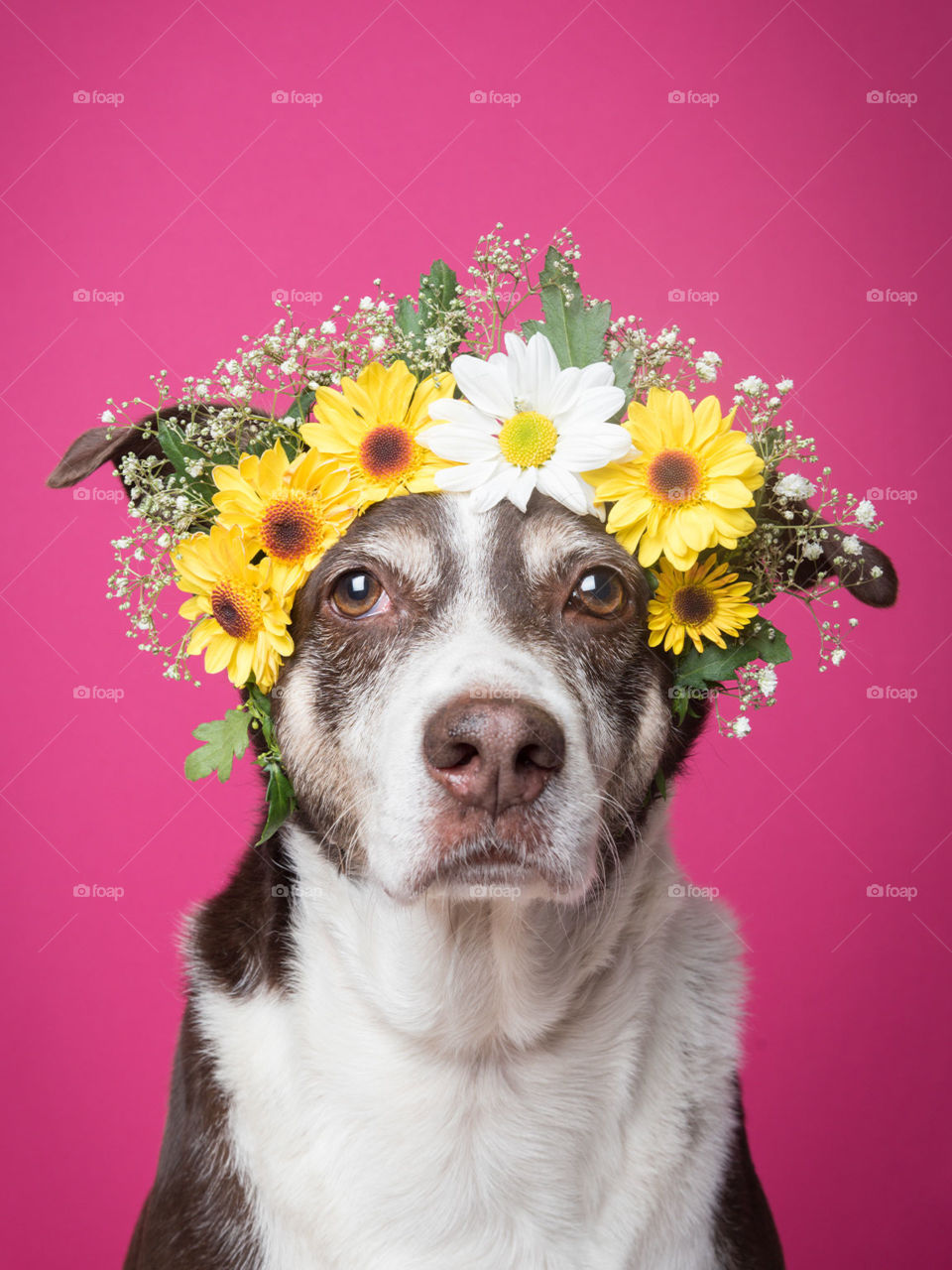 Dog with flowers on his head