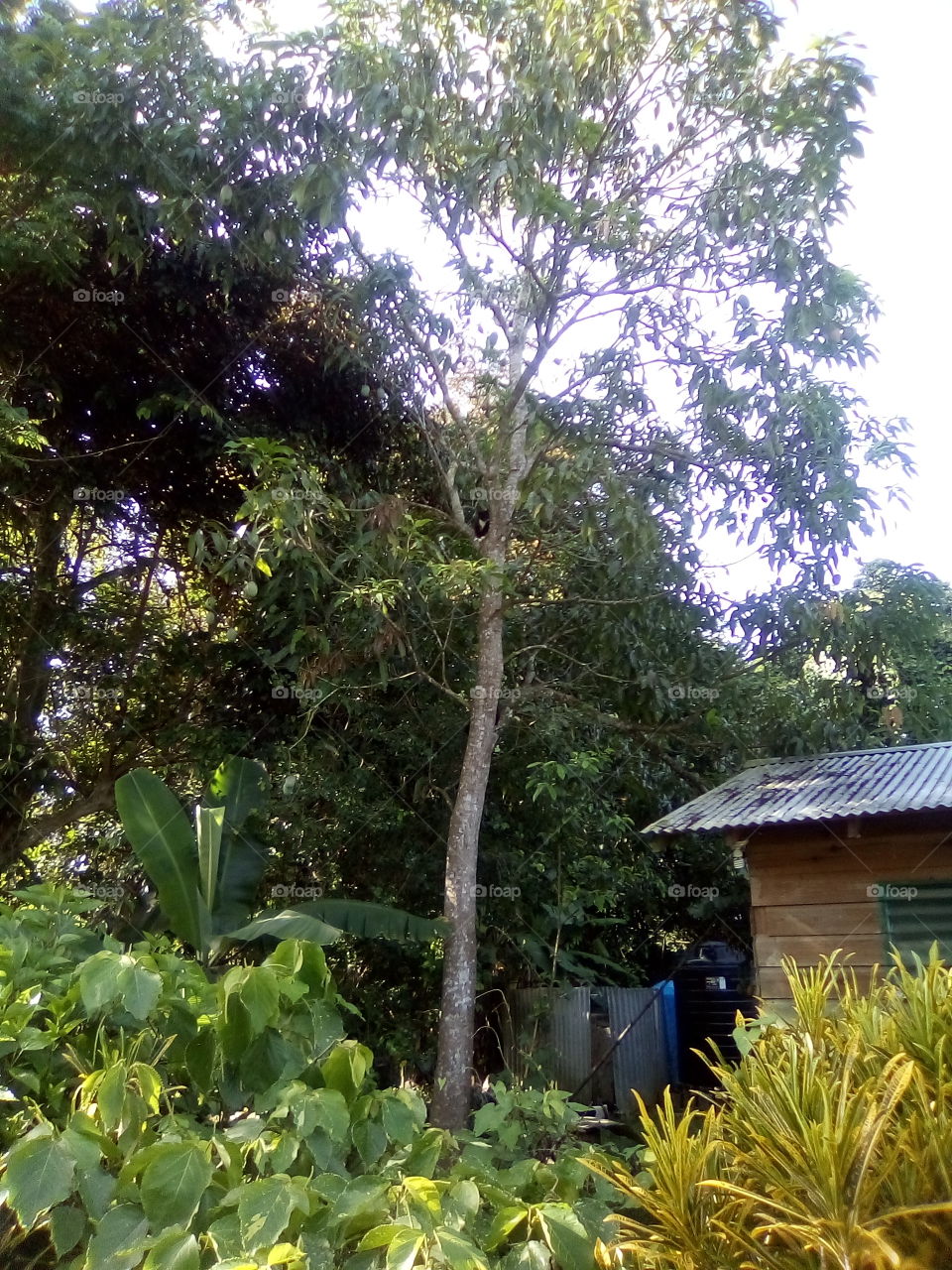 we all know that God as created a very beautiful world for us to live and the must wonderful fruits 🌲.