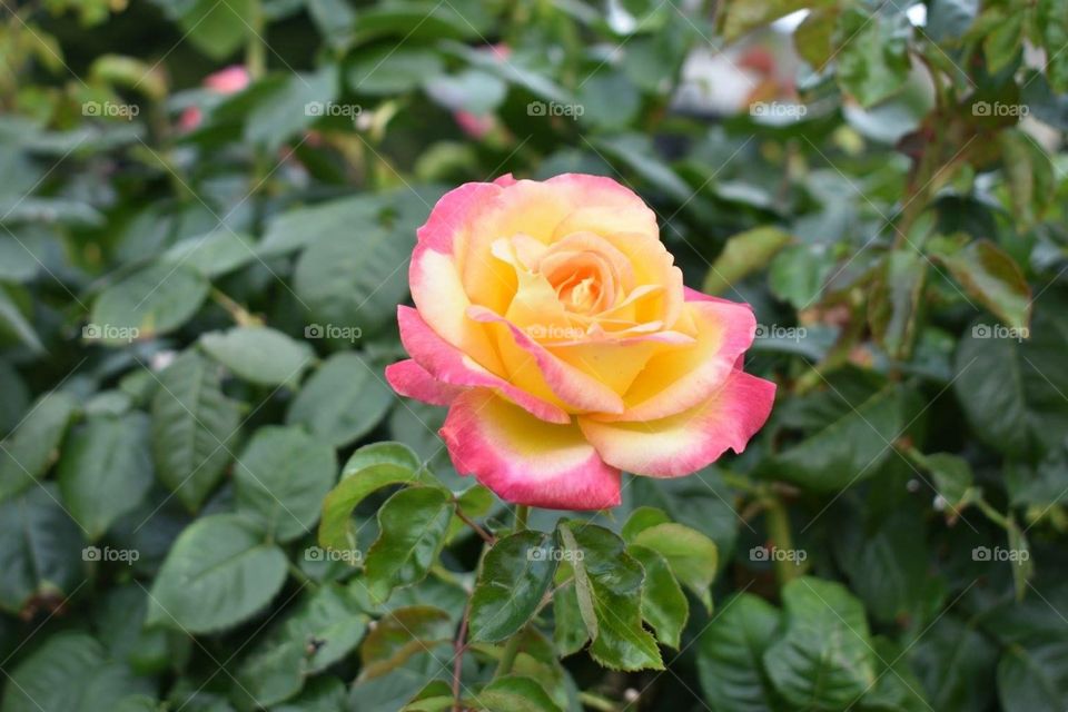 Rose in Paris 