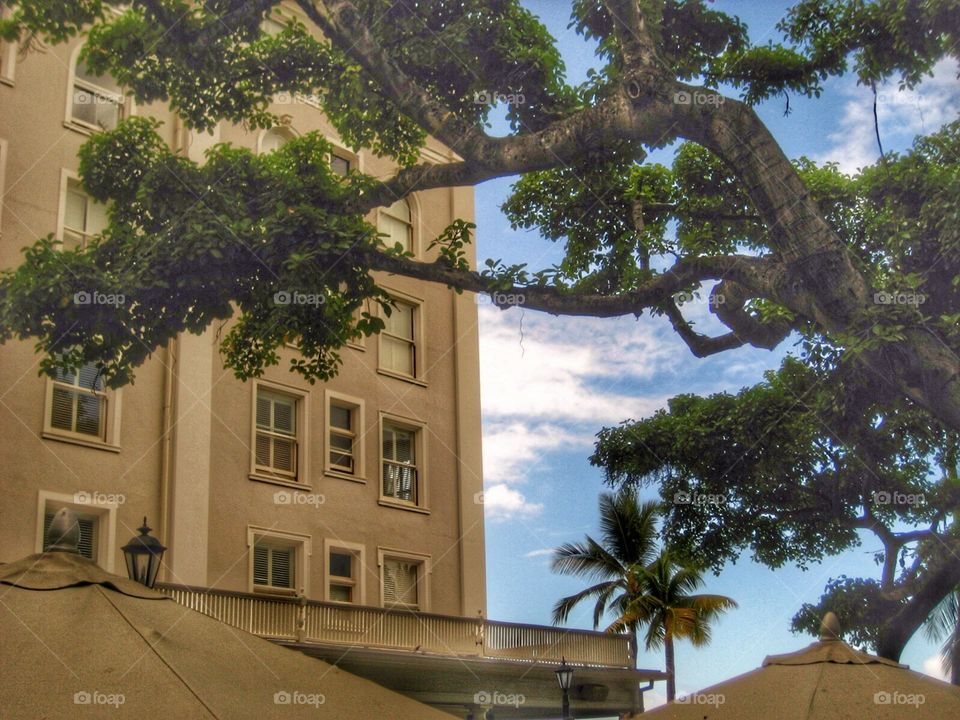 Looking Up. Honolulu 