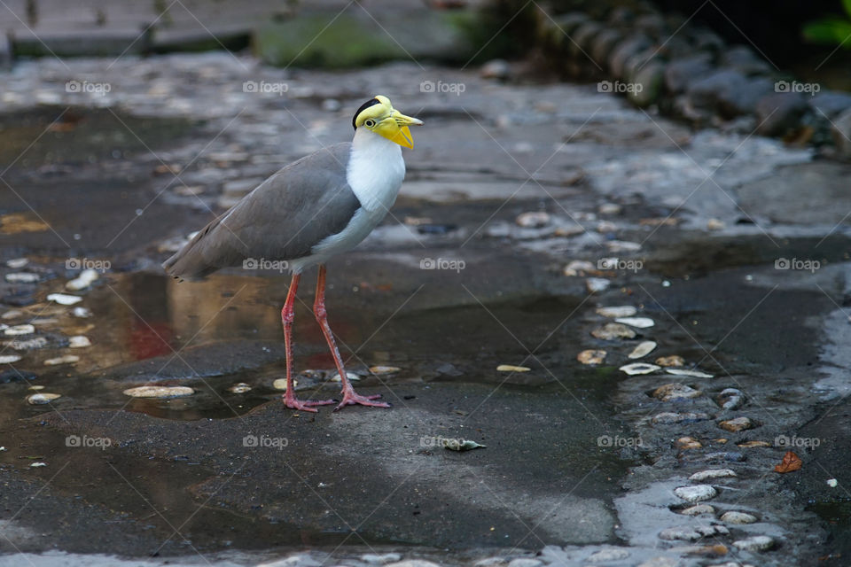 masked lapwing