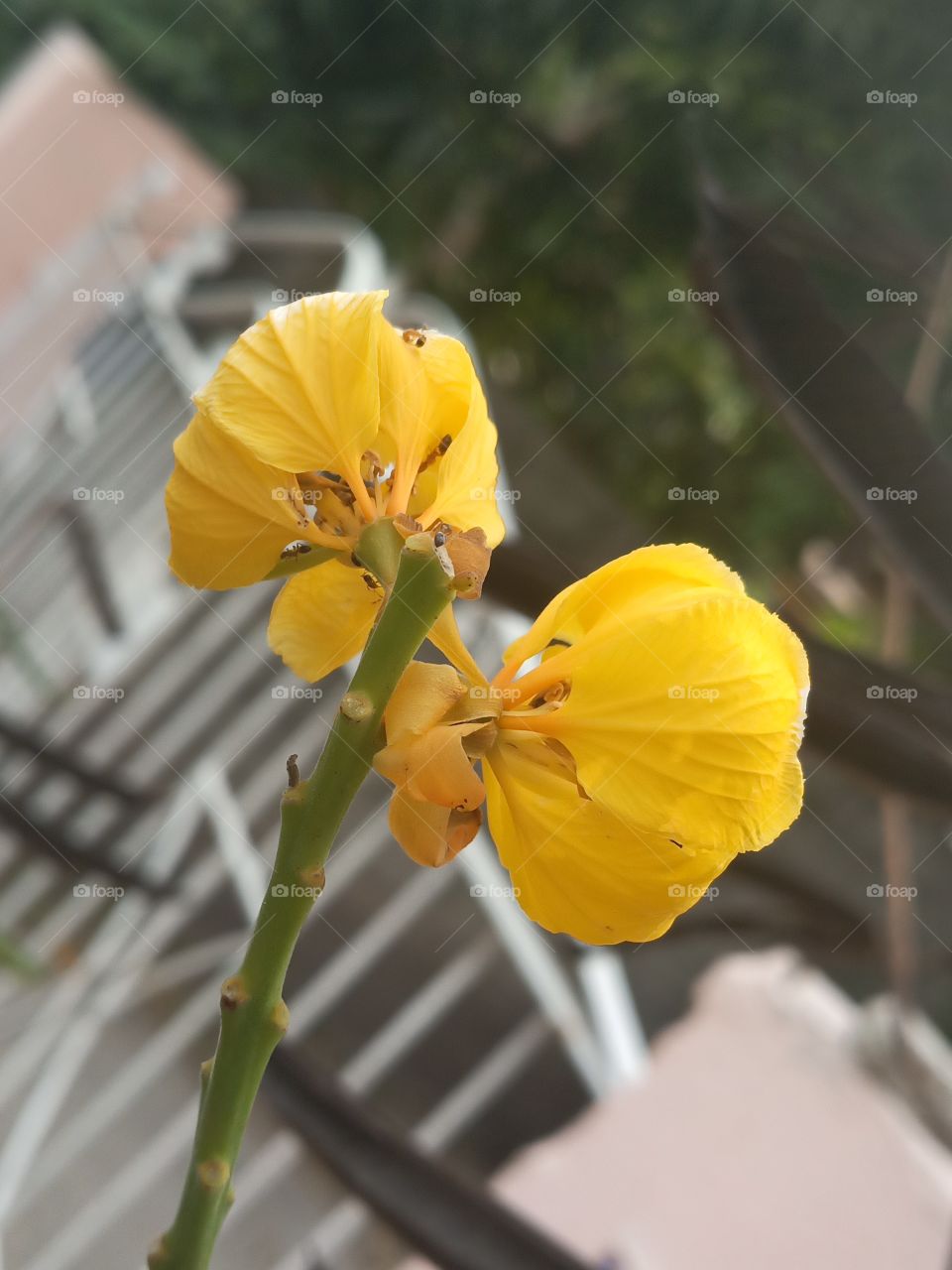 king of the forest Jamaica bud