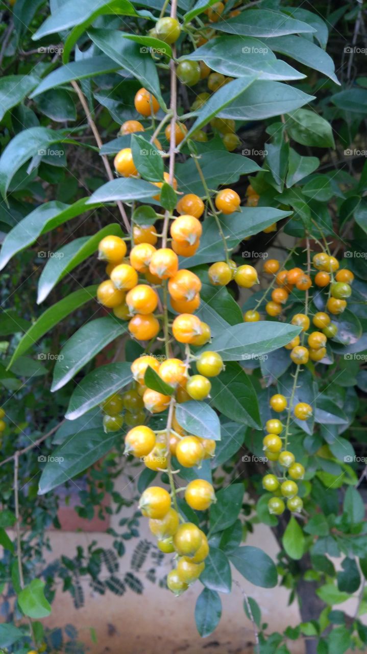Close-up of fruits hanging on branch