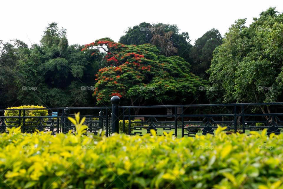 Flowering tree