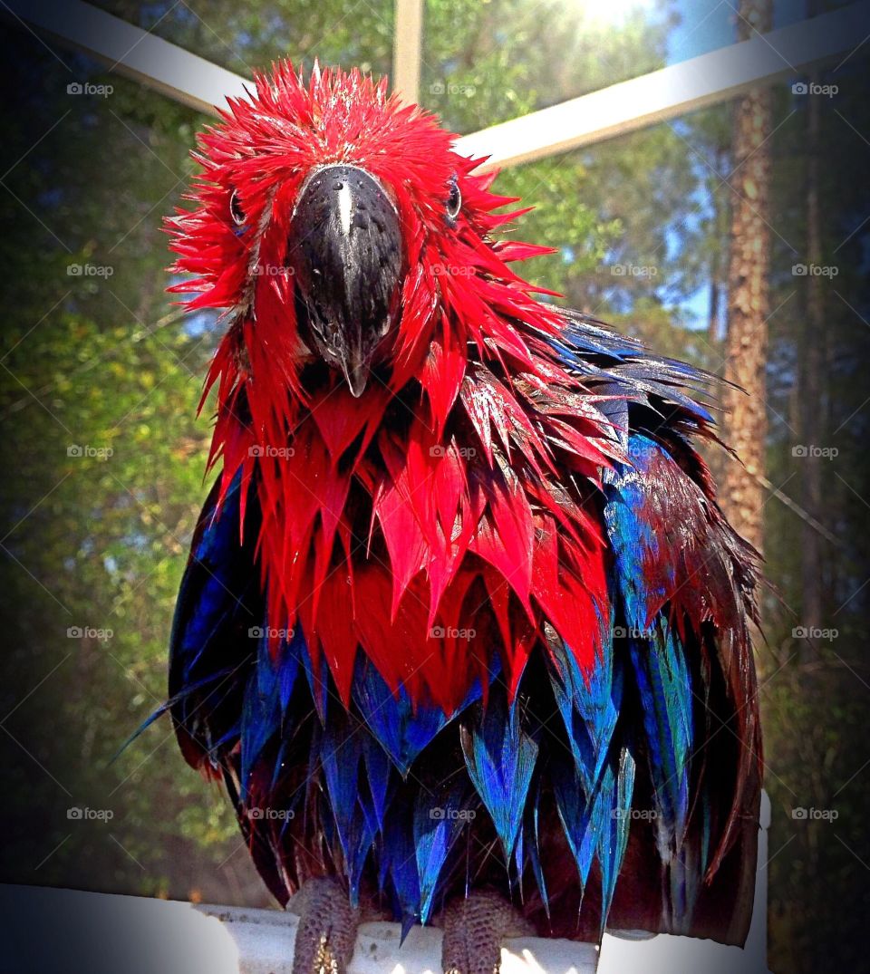 Red parrot on bath day