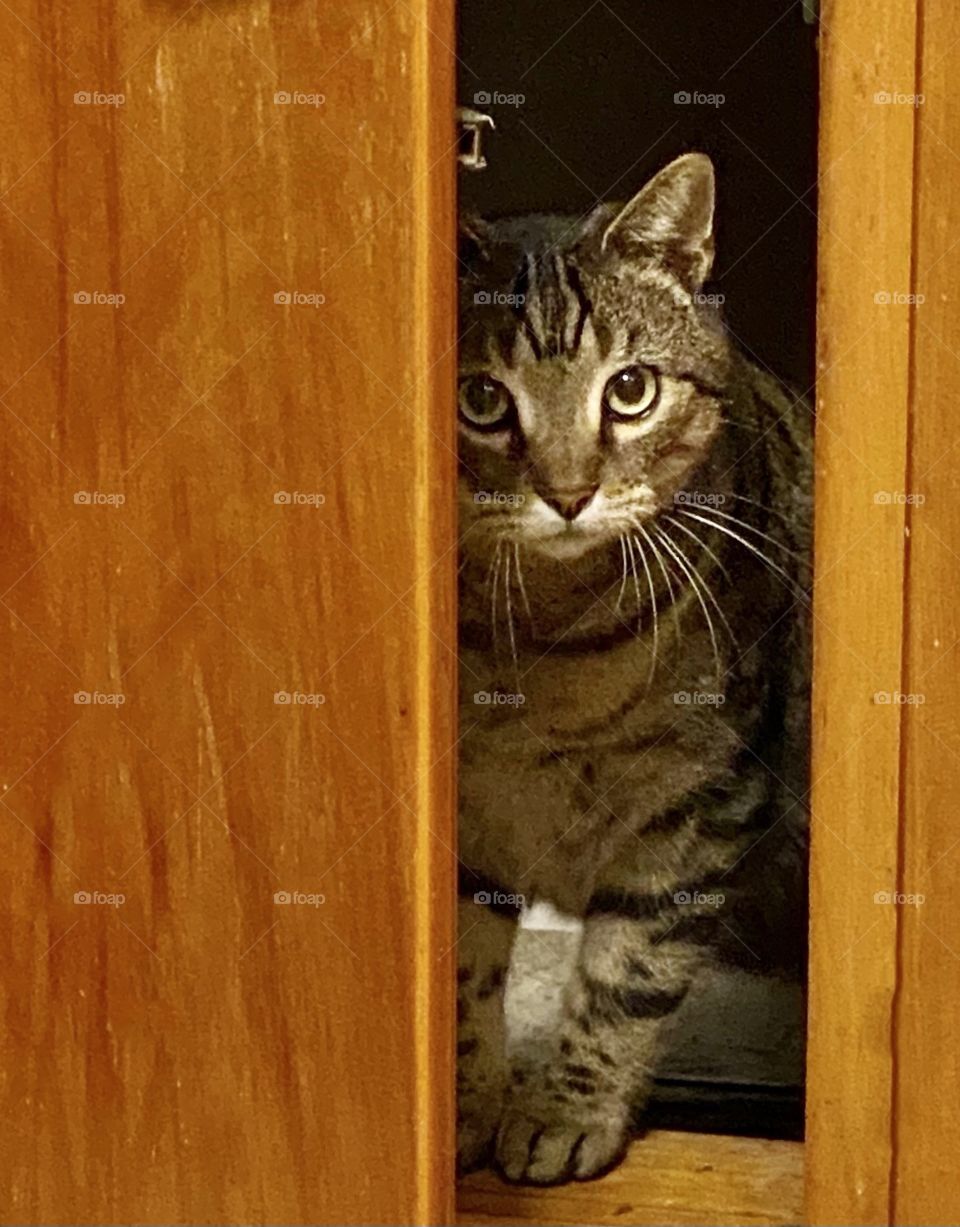 Tabby cat peeking out of the cabinet below the sink