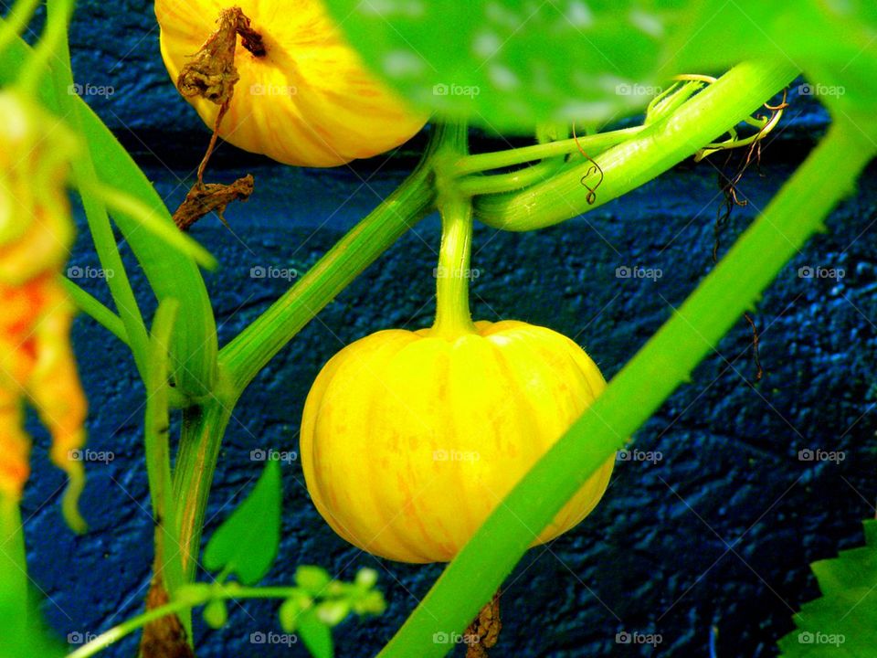 Squash. Decorative squash in a field in Camden, Maine