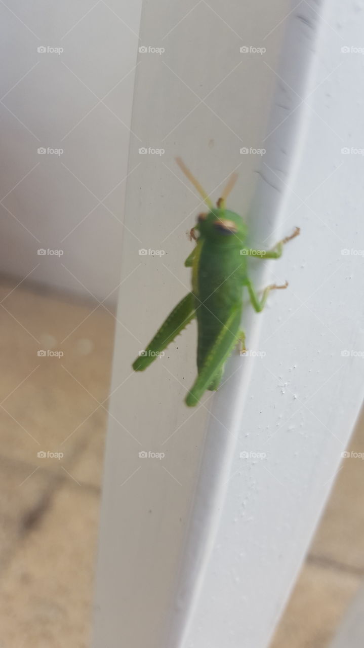Grasshopper