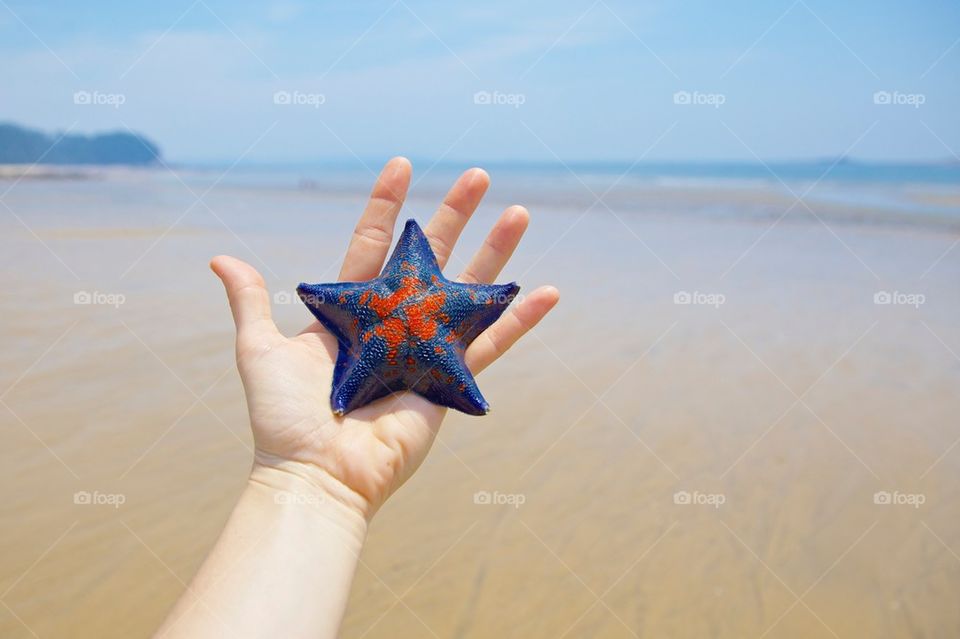 Blue Starfish