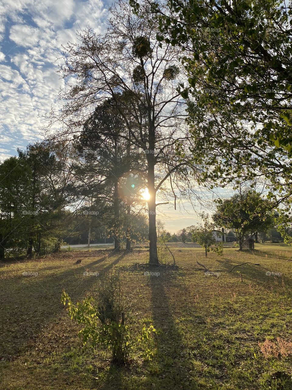 The sun looking from behind the trees 