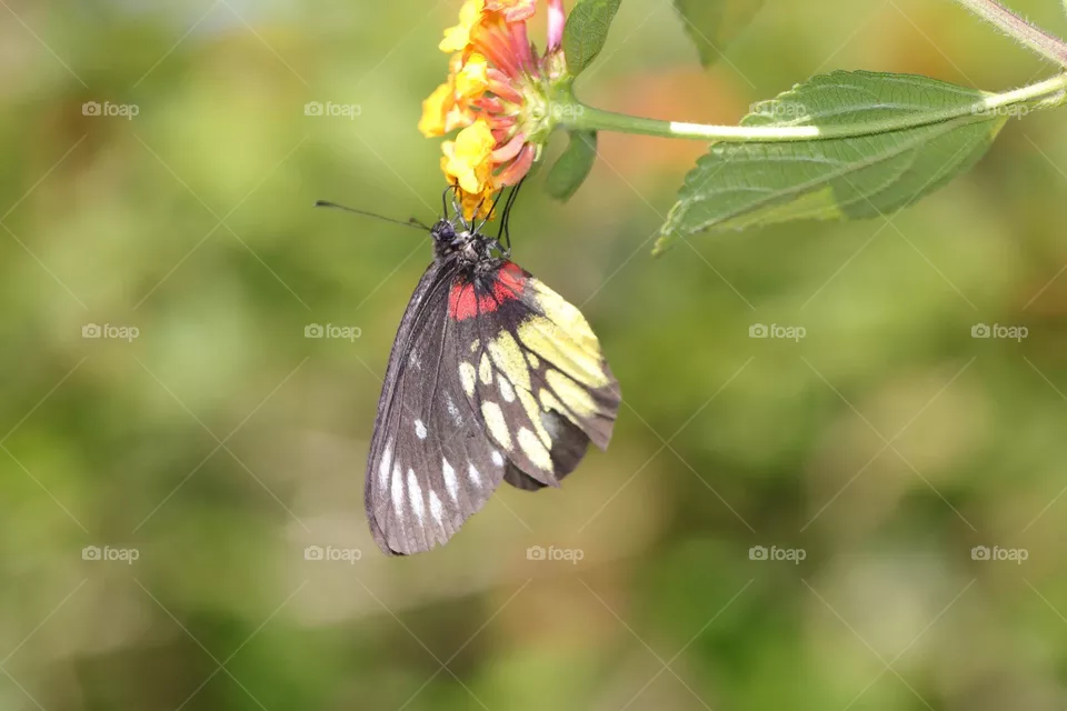 Beautiful and cute butterfly