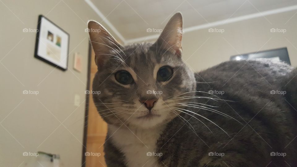 Feline looking cat gray tabby