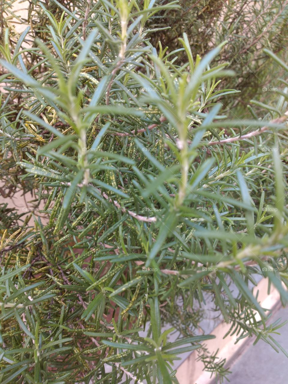 welcome foap: rosemary