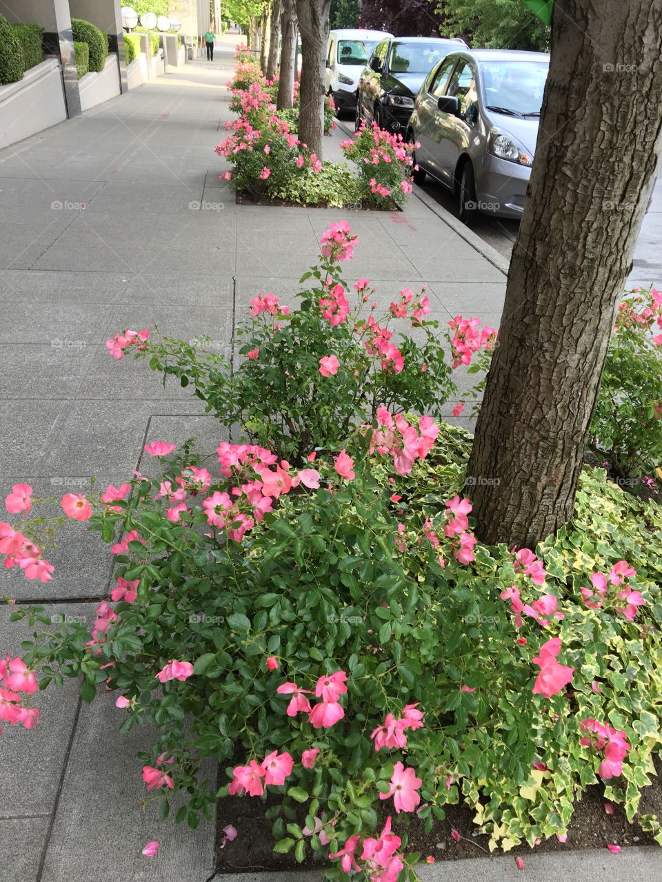 A beautifully rose-adorned sidewalk in a residential area of Seattle in the peak of summer 