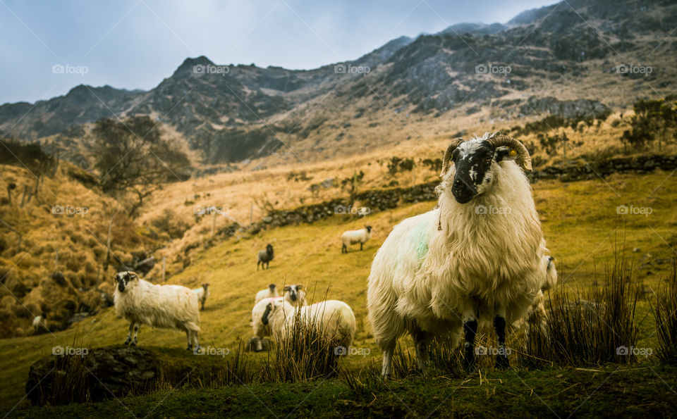 Sheep, Livestock, Agriculture, Farm, Landscape