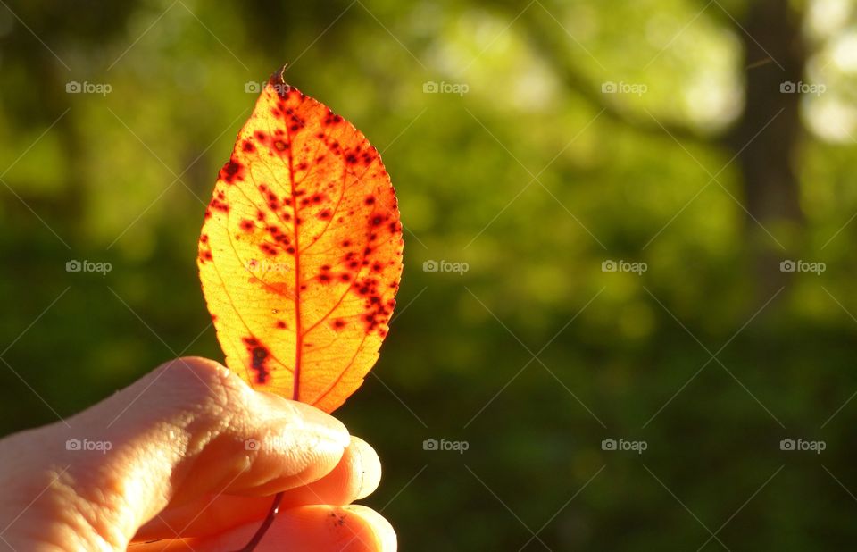 Sunlight shining through a yellow orange leaf with spots