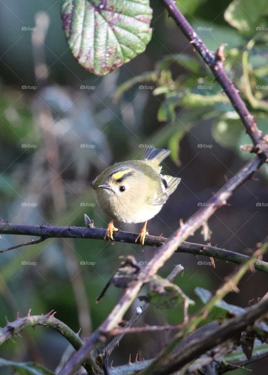 Goldcrest - the smallest bird in Europe  