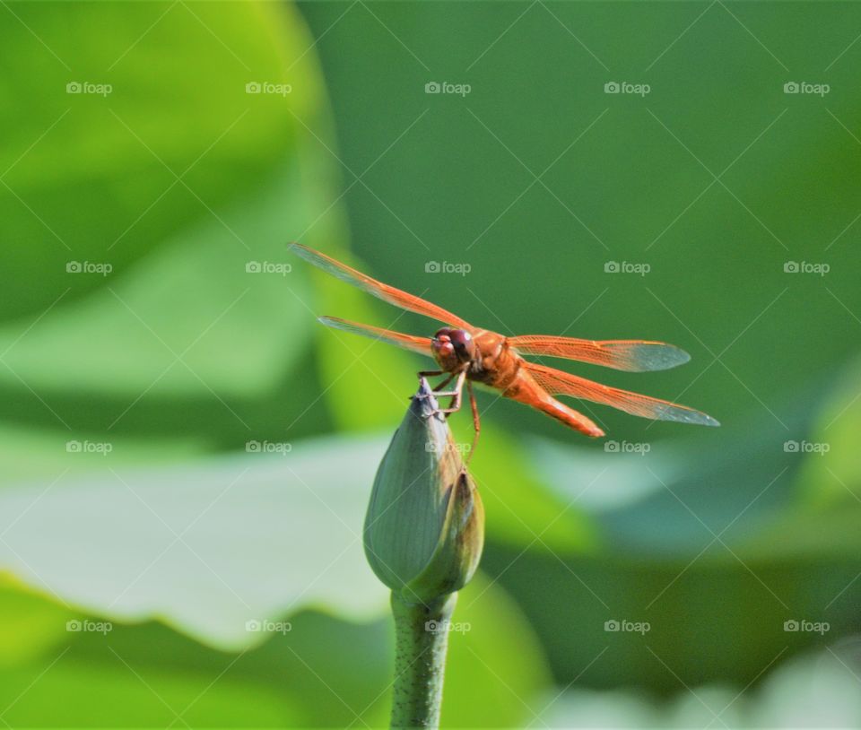 nature, a red dragonfly resting on a flower