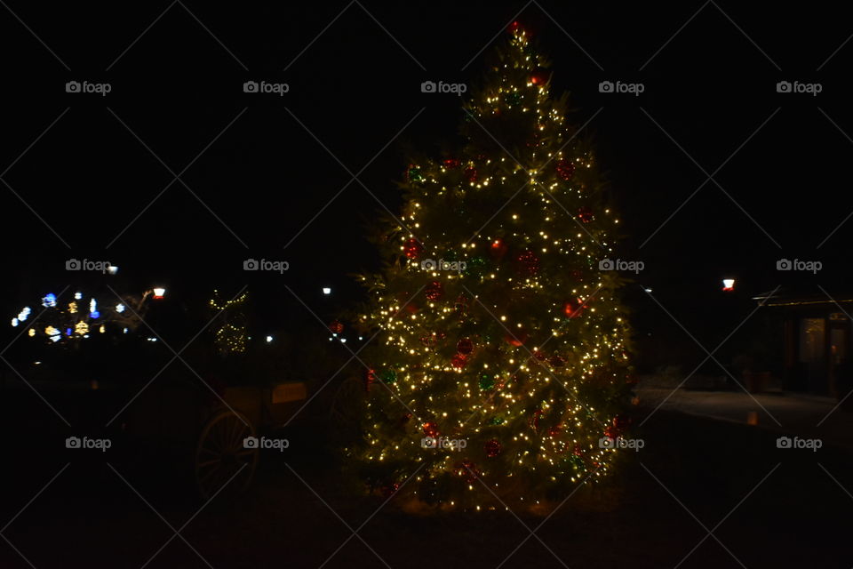 Christmas, Winter, Christmas Tree, Celebration, Tree