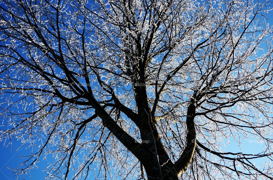 Low angle view of a frozen branch