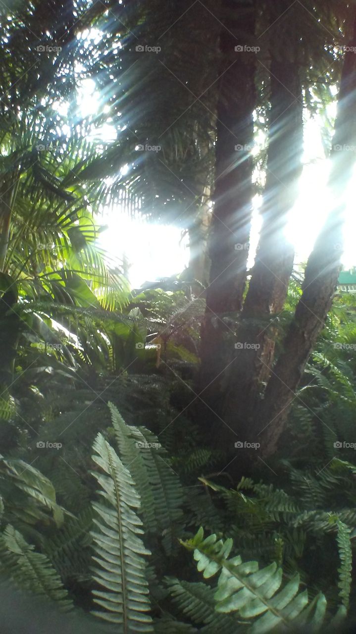 sun beams through greenhouse