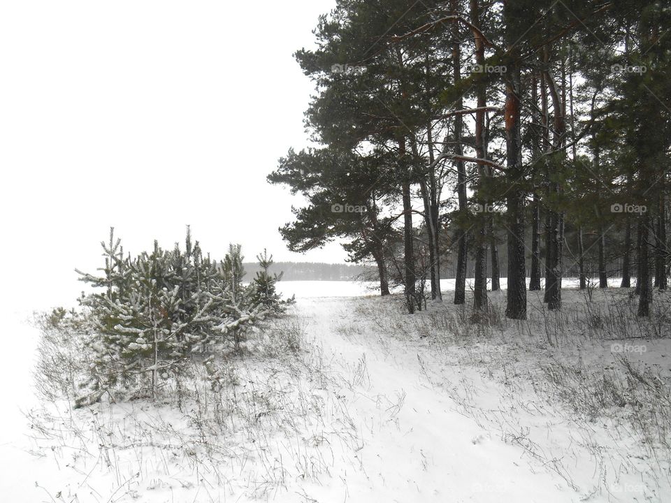 Winter, Tree, Pine, Snow, Wood