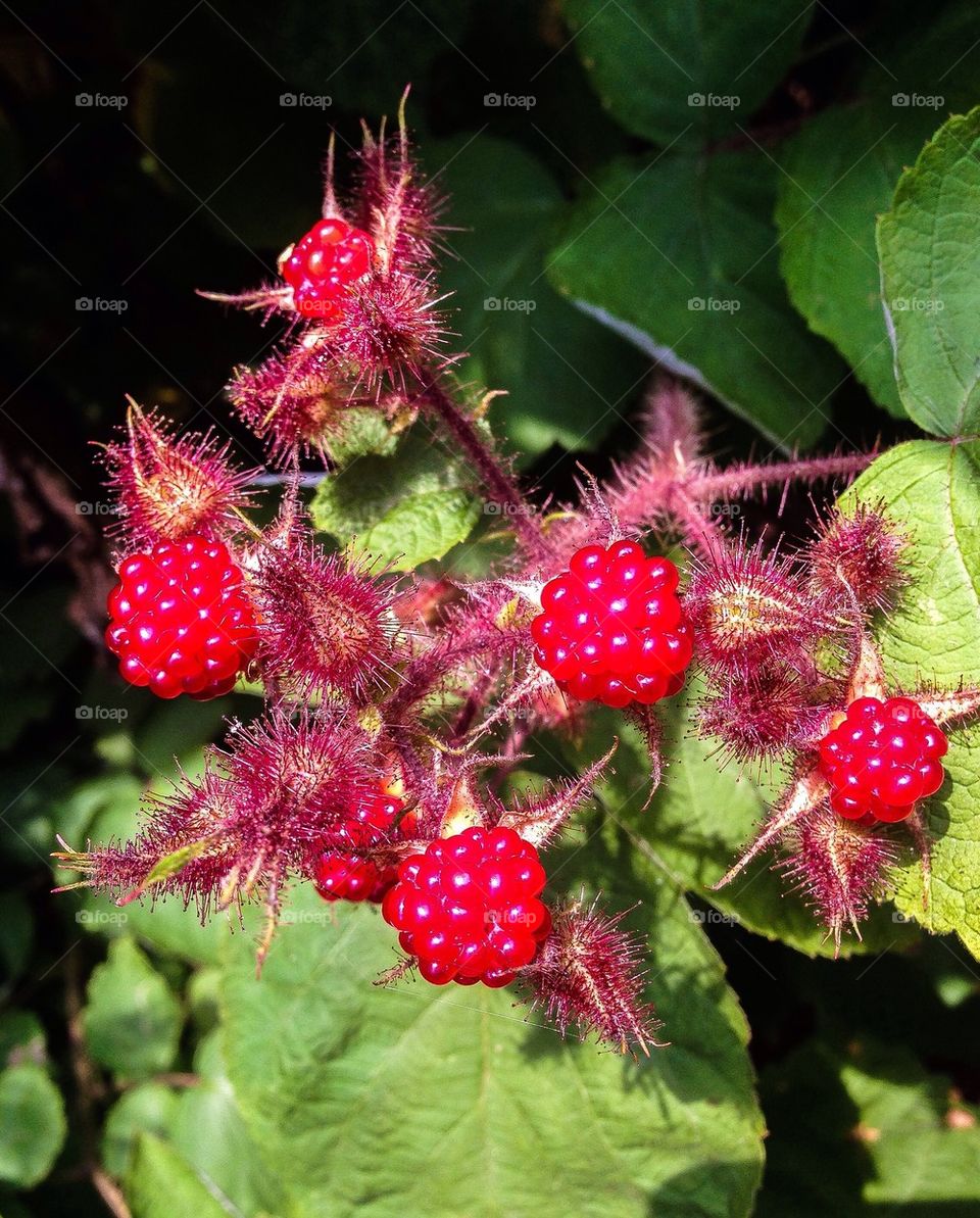 Red Raspberry bush