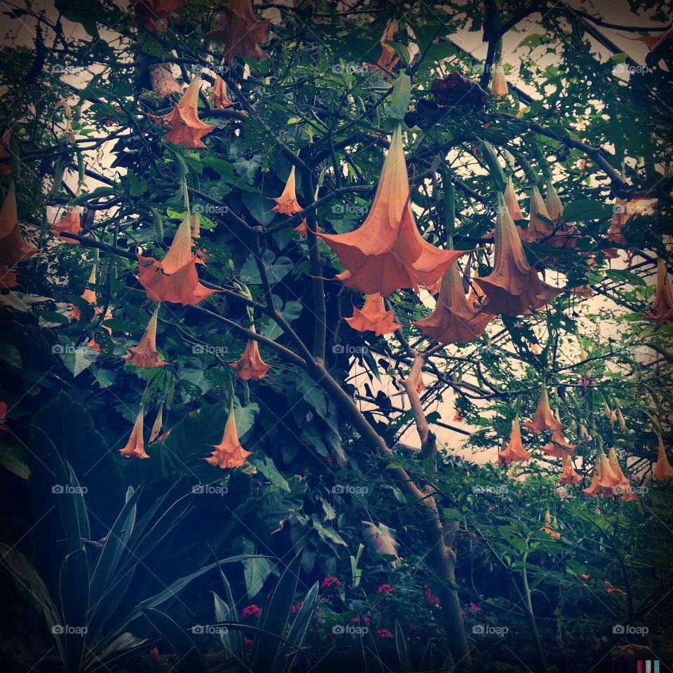 Angel trumpets