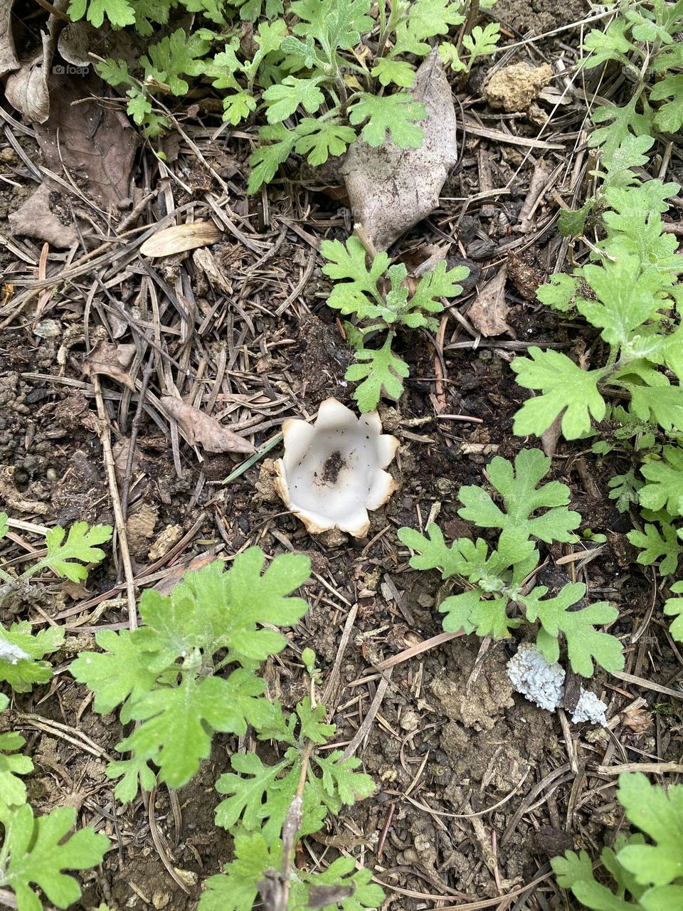 I have no description for this picture, simply .. a mushroom 📸🍄