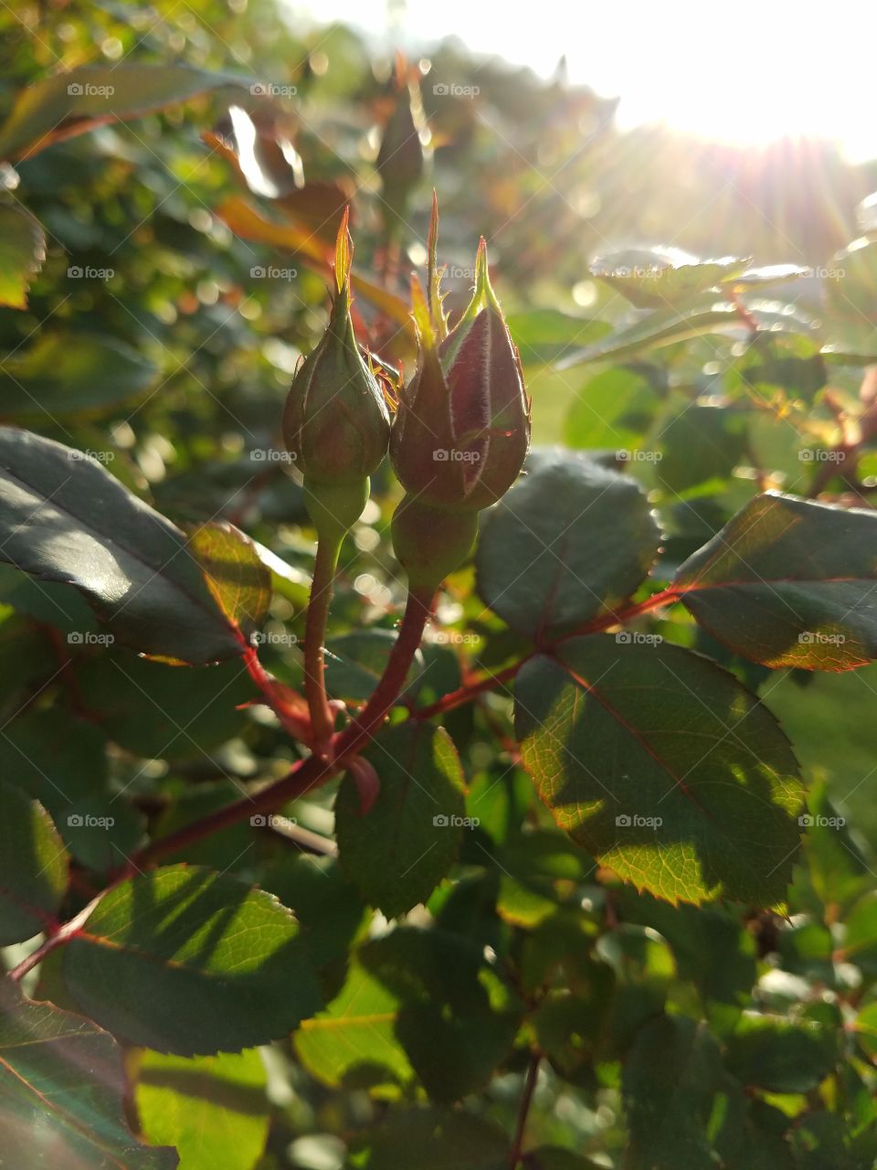 rose bush at sunset