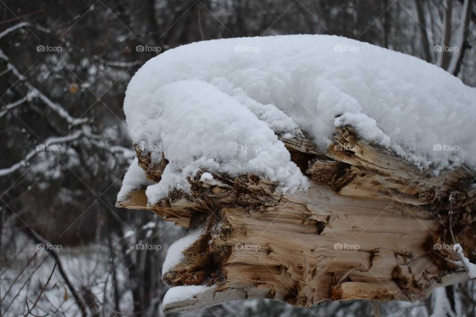 A snow covered log in the woods. 