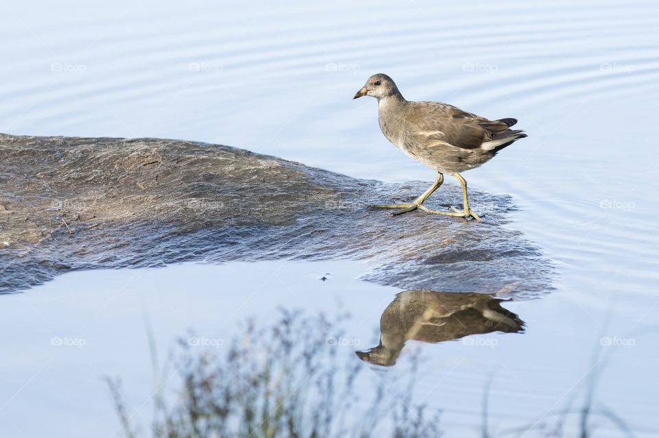 Juvenile Coot bird water reflection , sothöna ung fågel vatten reflektion 