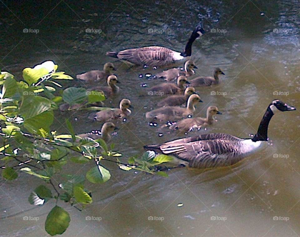 TWO GEESE AND THEIR ELEVEN GOSLINGS
