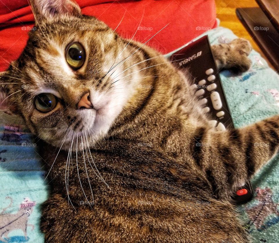 cat holding t.v. remote control