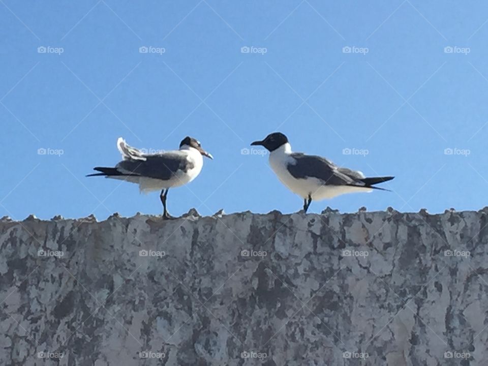 Birds Conversing