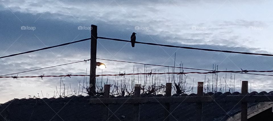 a crow on a wire in the evening