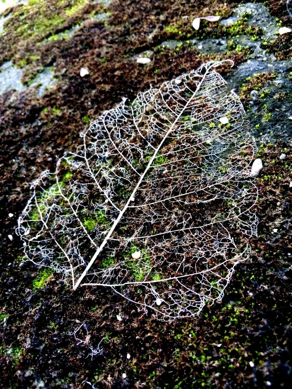 old leaf on the wet floor...