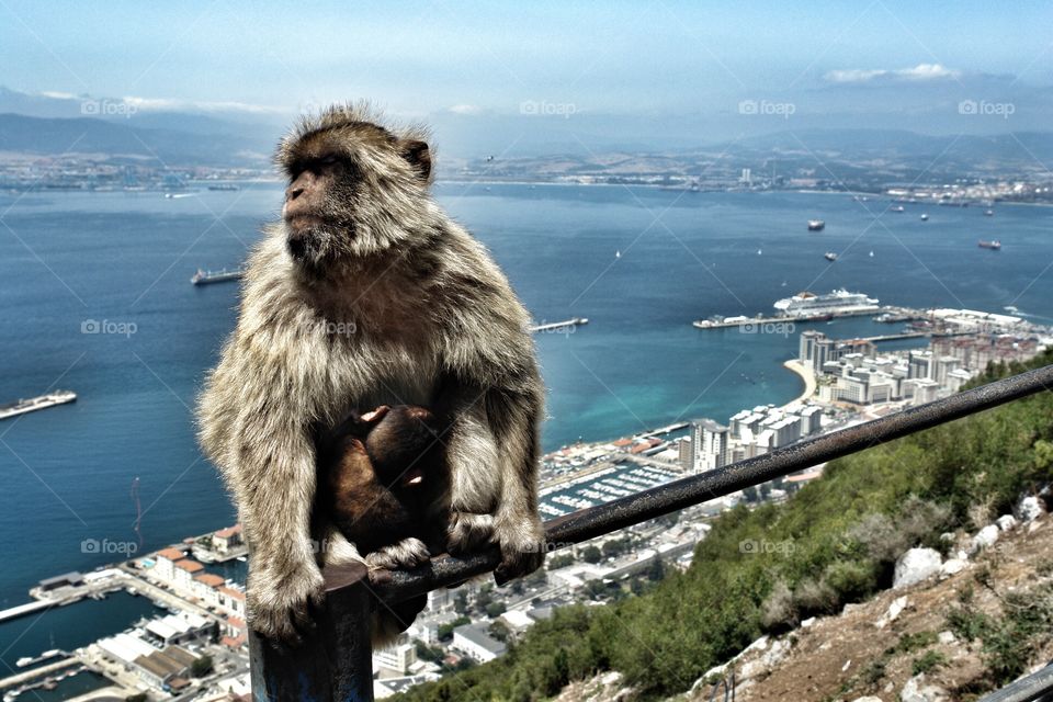 Mother Barbary Macaque with baby, Gibraltar . Mother Barbary Macaque with baby, Gibraltar 
