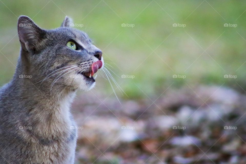 Cat licking whiskers 